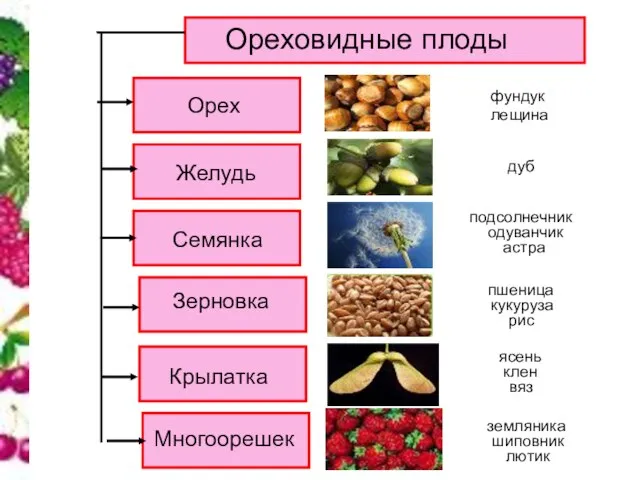 Ореховидные плоды Орех Семянка Желудь Зерновка Крылатка Многоорешек вяз ясень лютик шиповник