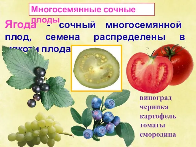 Многосемянные сочные плоды Ягода - сочный многосемянной плод, семена распределены в мякоти