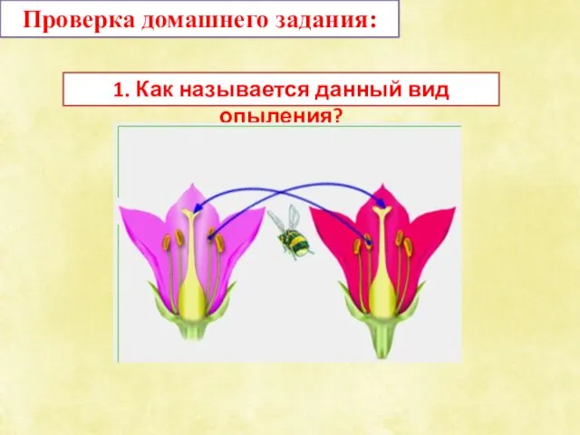 Проверка домашнего задания: 1. Как называется данный вид опыления?