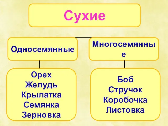 Орех Желудь Крылатка Семянка Зерновка Боб Стручок Коробочка Листовка