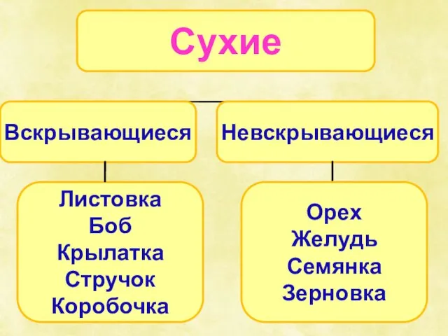 Листовка Боб Крылатка Стручок Коробочка Орех Желудь Семянка Зерновка