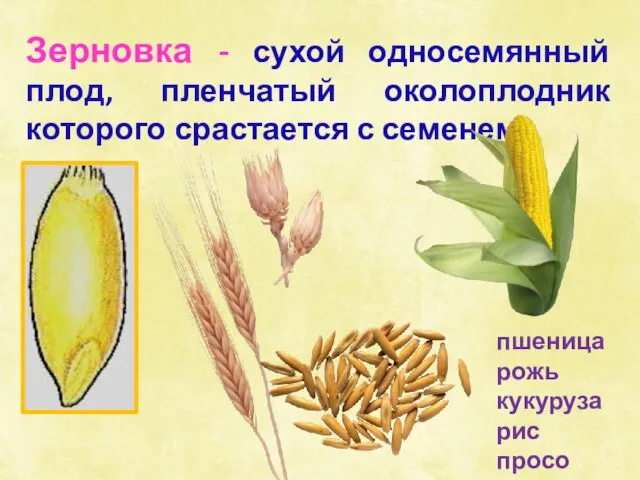 пшеница рожь кукуруза рис просо Зерновка - сухой односемянный плод, пленчатый околоплодник которого срастается с семенем