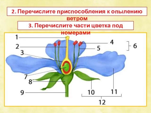 2. Перечислите приспособления к опылению ветром 3. Перечислите части цветка под номерами