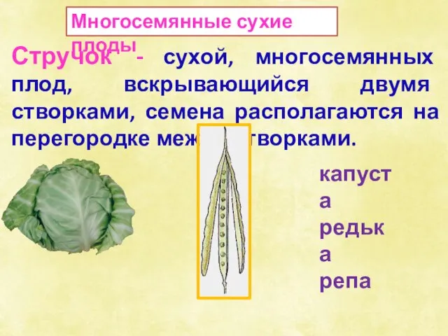 Многосемянные сухие плоды Стручок - сухой, многосемянных плод, вскрывающийся двумя створками, семена