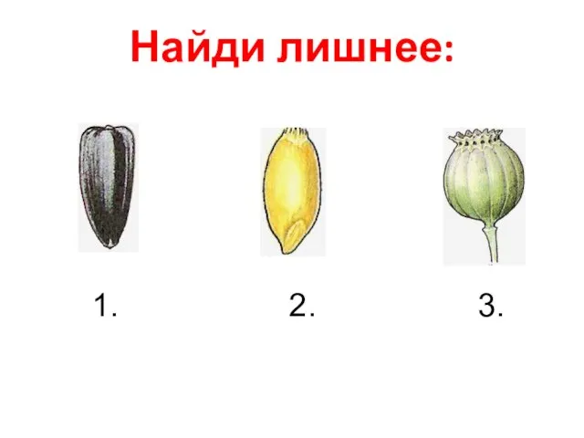 Найди лишнее: 1. 2. 3.