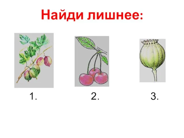 Найди лишнее: 1. 2. 3.