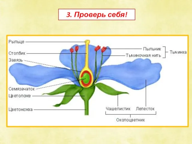 3. Проверь себя!