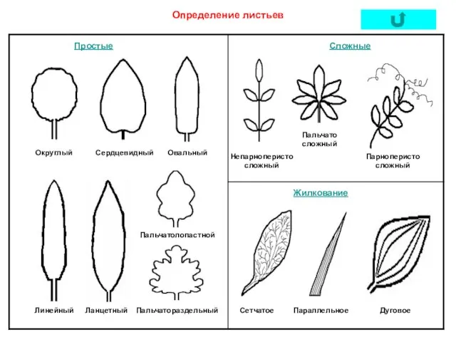 Простые Сложные Определение листьев Округлый Сердцевидный Овальный Линейный Ланцетный Пальчатолопастной Пальчатораздельный Непарноперистосложный