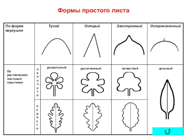 Формы простого листа По расчленению листовой пластинки рассеченный лопастной цельный