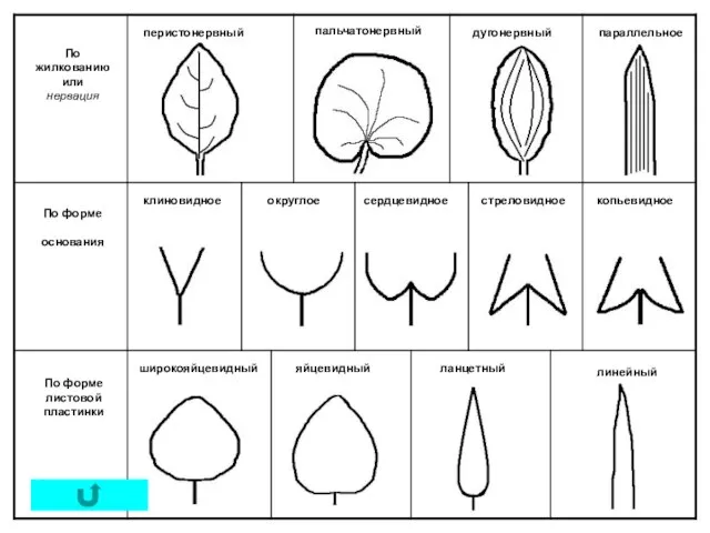 По жилкованию или нервация По форме основания По форме листовой пластинки перистонервный