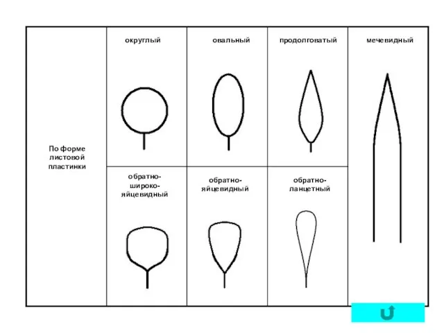 По форме листовой пластинки округлый овальный продолговатый мечевидный обратно- широко- яйцевидный обратно- яйцевидный обратно- ланцетный