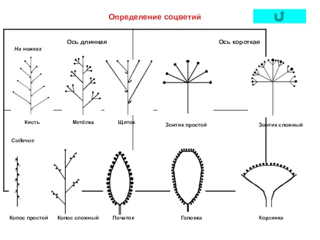 Определение соцветий Ось длинная На ножках Сидячие Кисть Метёлка Щиток Ось короткая