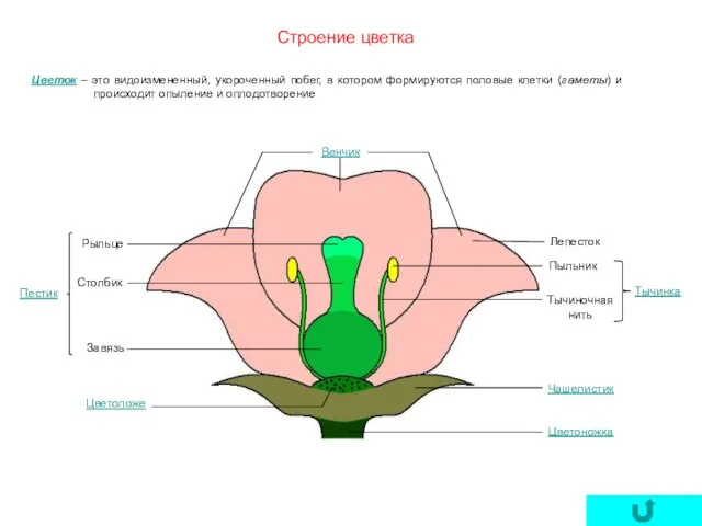 Строение цветка Цветок – это видоизмененный, укороченный побег, в котором формируются половые