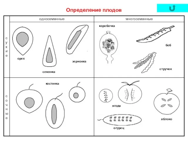 Определение плодов коробочка стручок боб зерновка семянка орех костянка ягода яблоко огурец