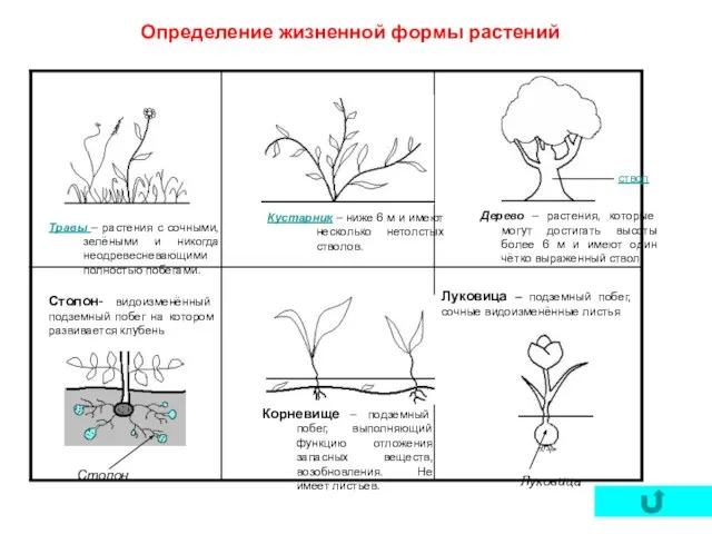 Определение жизненной формы растений Столон- видоизменённый подземный побег на котором развивается клубень