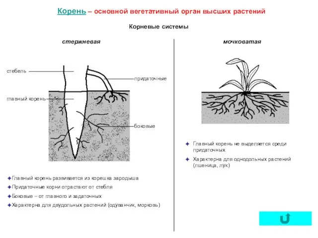 Корень – основной вегетативный орган высших растений Корневые системы Главный корень развивается