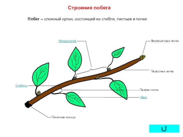 Побег – сложный орган, состоящий из стебля, листьев и почек Строение побега