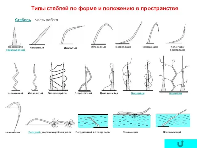 Стебель – часть побега Типы стеблей по форме и положению в пространстве