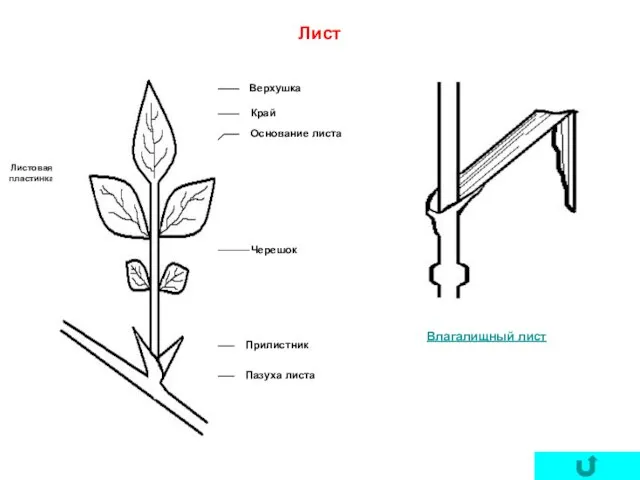 Лист Верхушка Край Основание листа Черешок Прилистник Пазуха листа Листовая пластинка Влагалищный лист