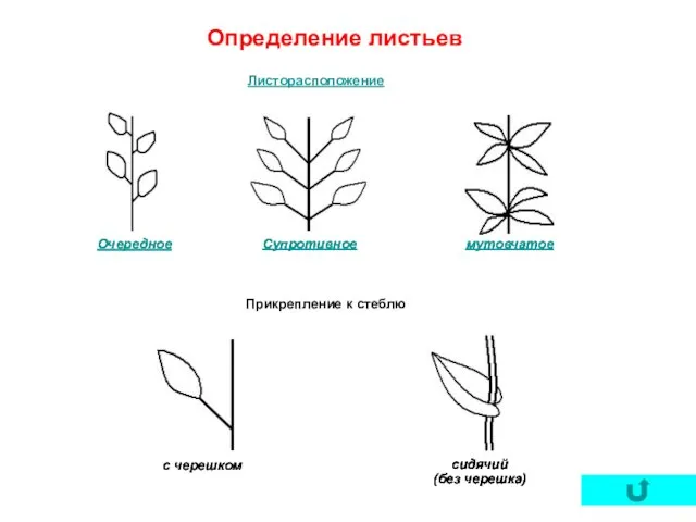 Определение листьев Листорасположение Прикрепление к стеблю Очередное мутовчатое