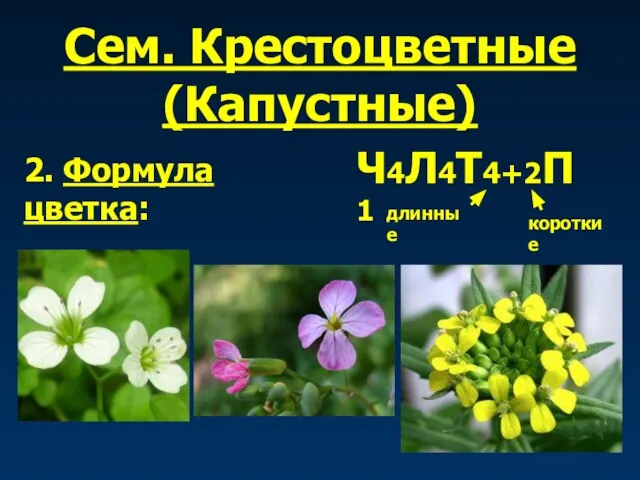 Сем. Крестоцветные (Капустные) 2. Формула цветка: Ч4Л4Т4+2П1 длинные короткие