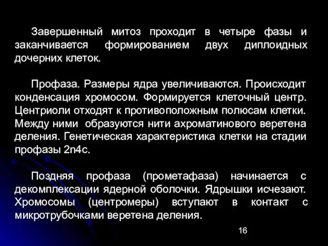 Завершенный митоз проходит в четыре фазы и заканчивается формированием двух диплоидных дочерних