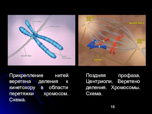 Прикрепление нитей веретена деления к кинетохору в области перетяжки хромосом. Схема. Поздняя