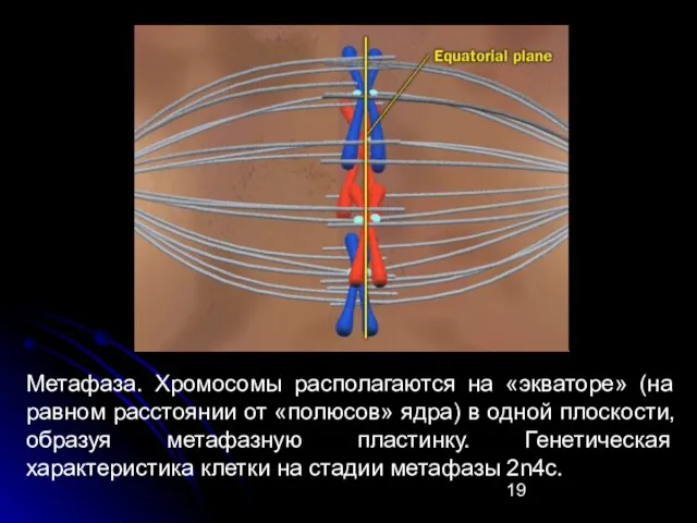 Метафаза. Хромосомы располагаются на «экваторе» (на равном расстоянии от «полюсов» ядра) в