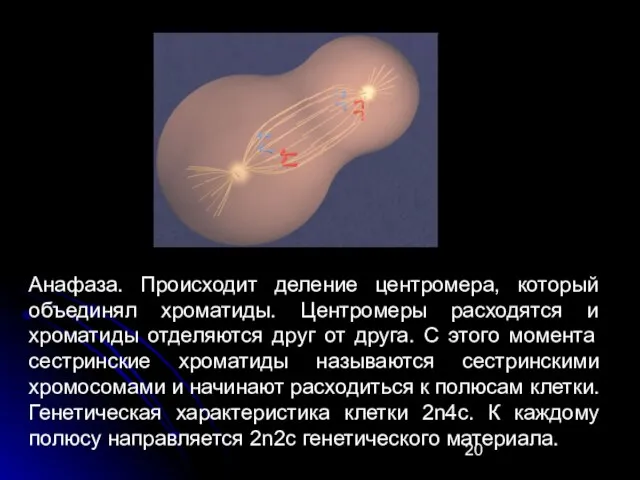 Анафаза. Происходит деление центромера, который объединял хроматиды. Центромеры расходятся и хроматиды отделяются