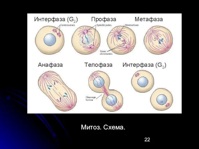 Митоз. Схема.