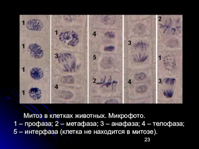 Митоз в клетках животных. Микрофото. 1 – профаза; 2 – метафаза; 3