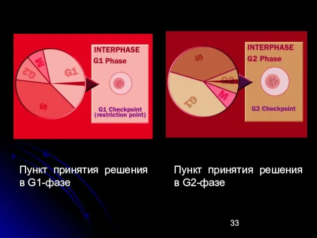 Пункт принятия решения в G1-фазе Пункт принятия решения в G2-фазе