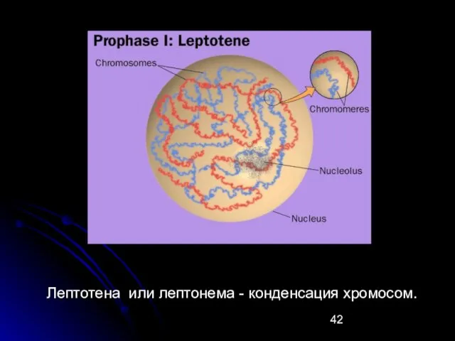 Лептотена или лептонема - конденсация хромосом.