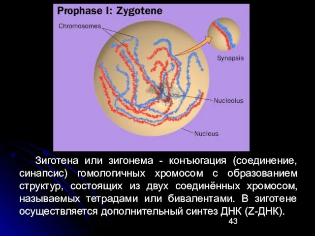 Зиготена или зигонема - конъюгация (соединение, синапсис) гомологичных хромосом с образованием структур,