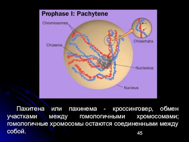Пахитена или пахинема - кроссинговер, обмен участками между гомологичными хромосомами; гомологичные хромосомы остаются соединенными между собой.