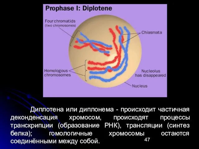 Диплотена или диплонема - происходит частичная деконденсация хромосом, происходят процессы транскрипции (образование