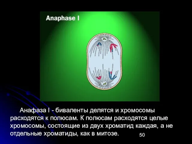 Анафаза I - биваленты делятся и хромосомы расходятся к полюсам. К полюсам