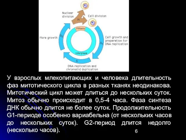 У взрослых млекопитающих и человека длительность фаз митотического цикла в разных тканях