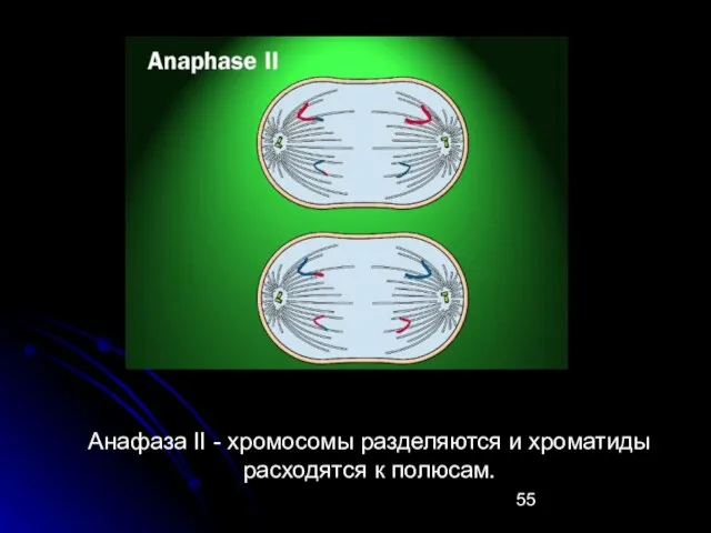 Анафаза II - хромосомы разделяются и хроматиды расходятся к полюсам.