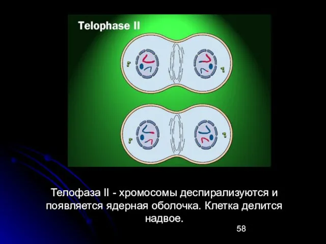 Телофаза II - хромосомы деспирализуются и появляется ядерная оболочка. Клетка делится надвое.