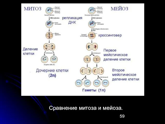 Сравнение митоза и мейоза.