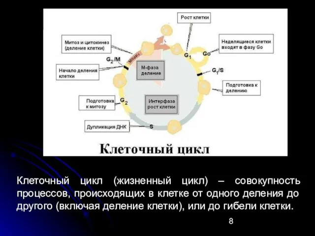 Клеточный цикл (жизненный цикл) – совокупность процессов, происходящих в клетке от одного