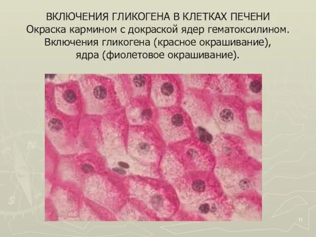 ВКЛЮЧЕНИЯ ГЛИКОГЕНА В КЛЕТКАХ ПЕЧЕНИ Окраска кармином с докраской ядер гематоксилином. Включения