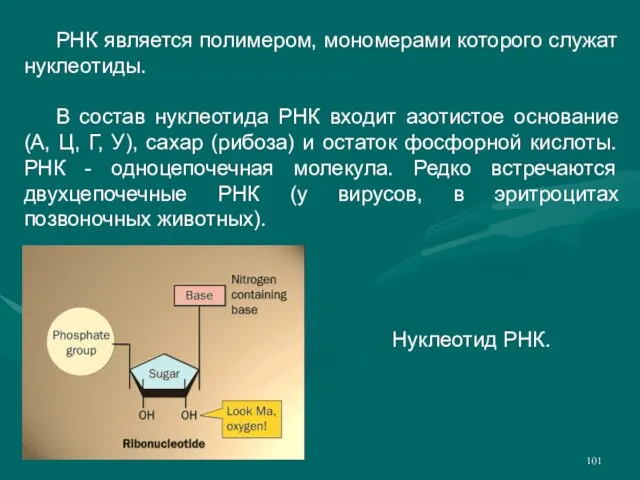 РНК является полимером, мономерами которого служат нуклеотиды. В состав нуклеотида РНК входит