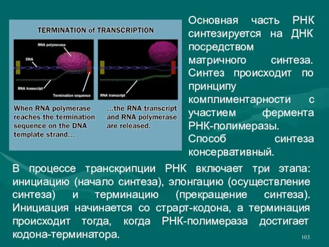 Основная часть РНК синтезируется на ДНК посредством матричного синтеза. Синтез происходит по