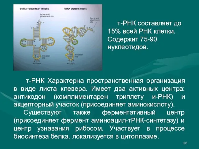 т-РНК составляет до 15% всей РНК клетки. Содержит 75-90 нуклеотидов. т-РНК Характерна