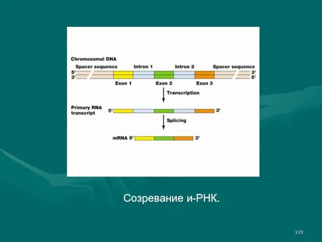 Созревание и-РНК.