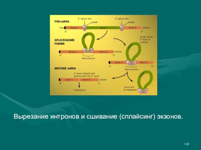 Вырезание интронов и сшивание (сплайсинг) экзонов.