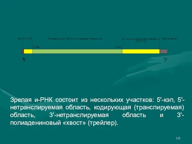 Зрелая и-РНК состоит из нескольких участков: 5'-кэп, 5'-нетранслируемая область, кодирующая (транслируемая) область,