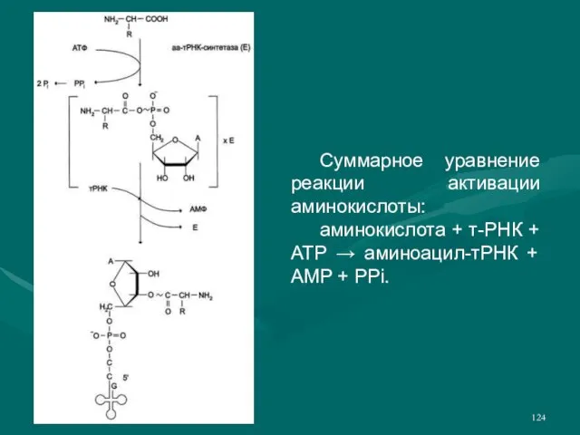 Суммарное уравнение реакции активации аминокислоты: аминокислота + т-РНК + ATP → аминоацил-тРНК + AMP + PPi.